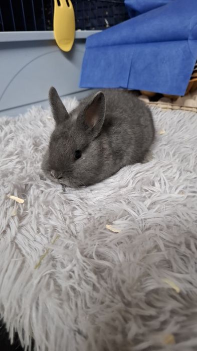 Coelhinho mini varios roedores