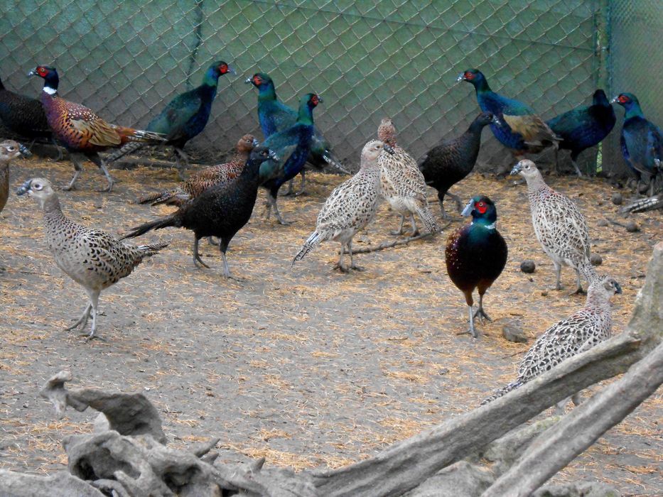 Bażanty melanistyczne  kury