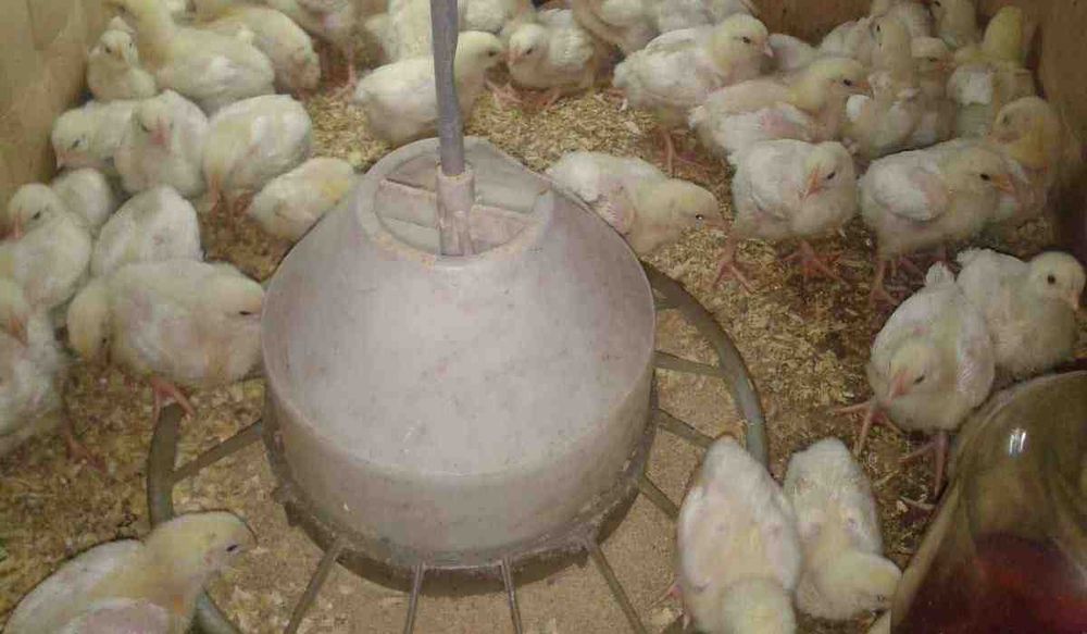 Бройлер,інші курчата,качки,гуси,індики