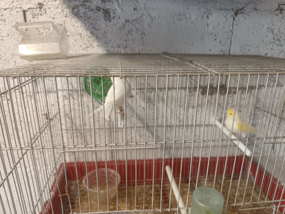 Canários e gaiolas