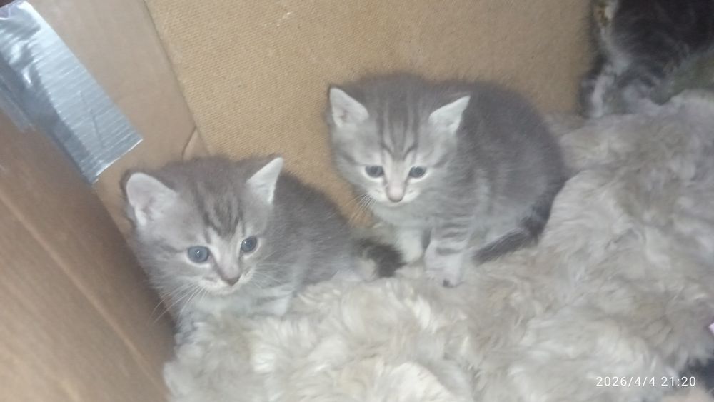 Котята в новую семью