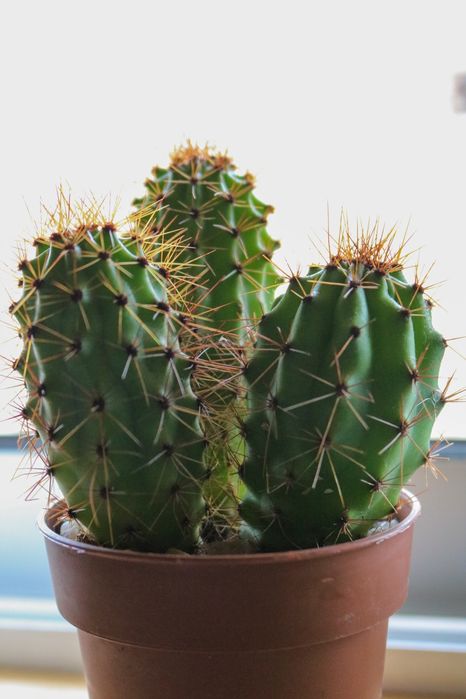 Vendo vários cactos