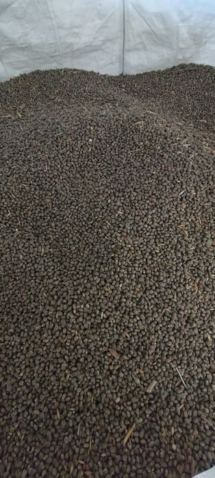 Łubin wąskolistny słodki