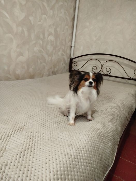 Цуценята Папійони