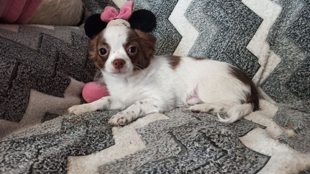 Хлопчик міні- стандарт.