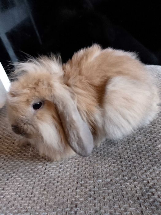 Króliczki miniaturki i mini lopki