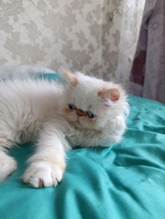 Продам чудових кошеняток