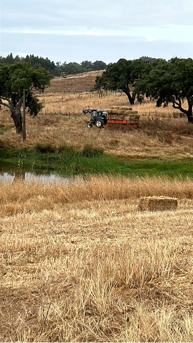 Fardos pequenos Feno Aveia, Azevém, Ervilhaca e Triticale