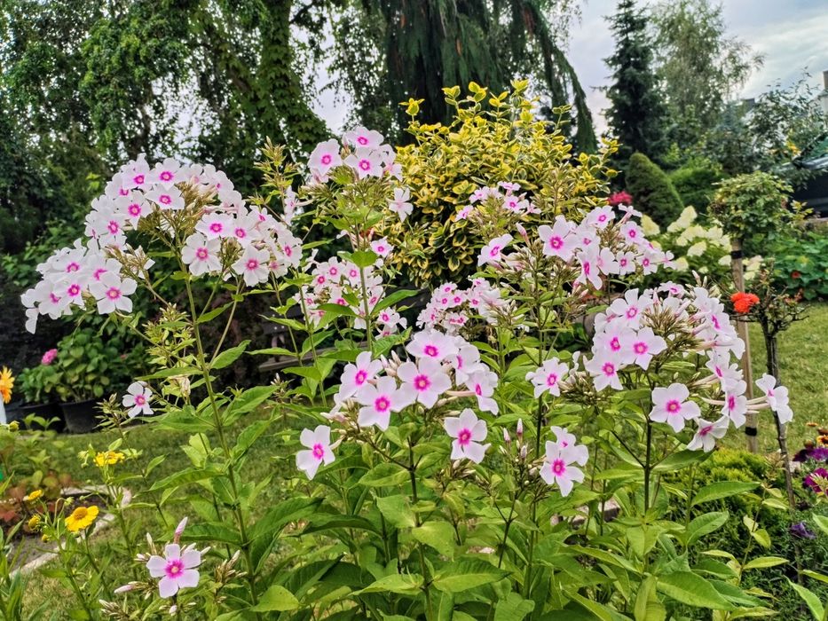 Opieka nad ogrodem, pielęgnacja zieleni