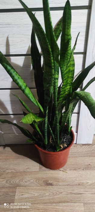 Сансевиерия или тёщин язык красивый цветок