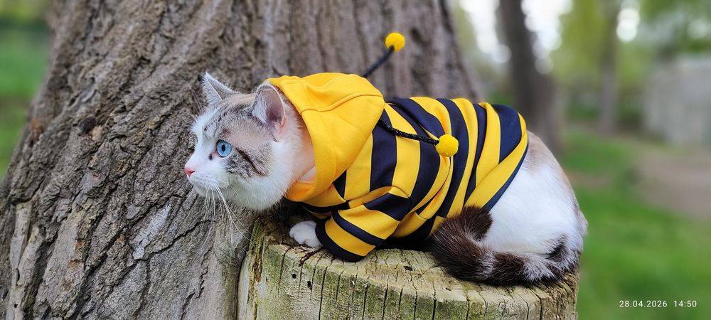 Костюм бджоли на котика