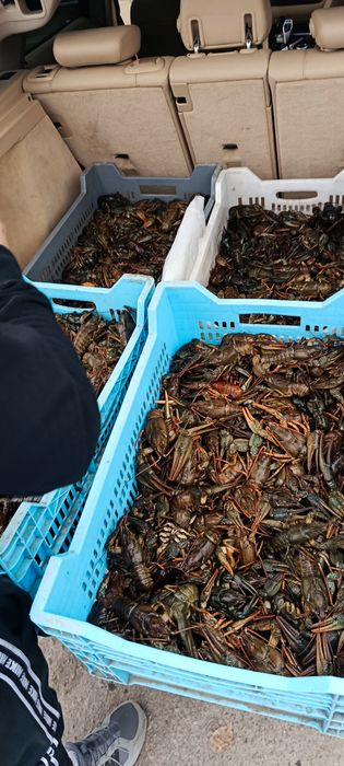 Продам живі та свіжі раки