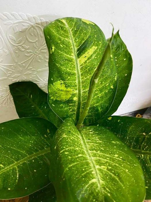 філодендрон кверцифелум, лайм фідл, диффенбахія living fantasy, епіпремнум голден флейм