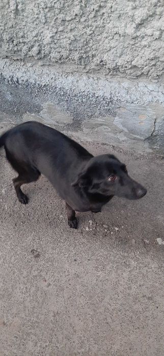 Віддам цуценя в хороші руки