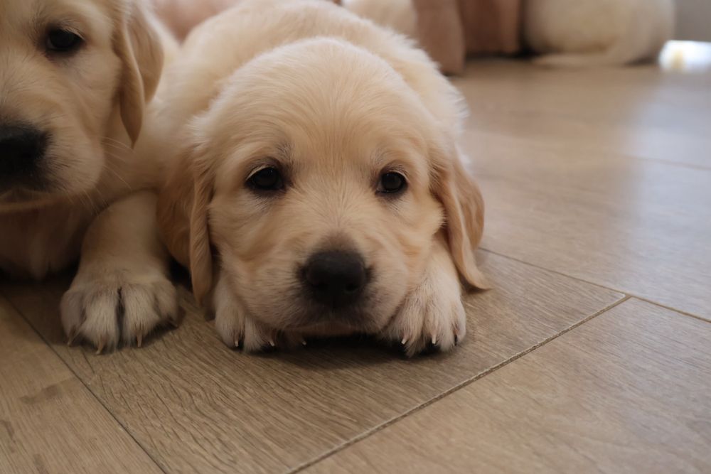 Golden retriever