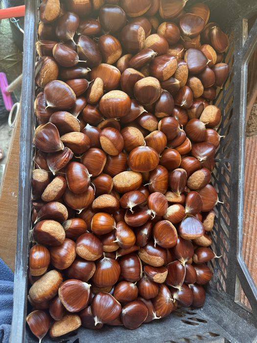 Vendem-se castanhas grandes