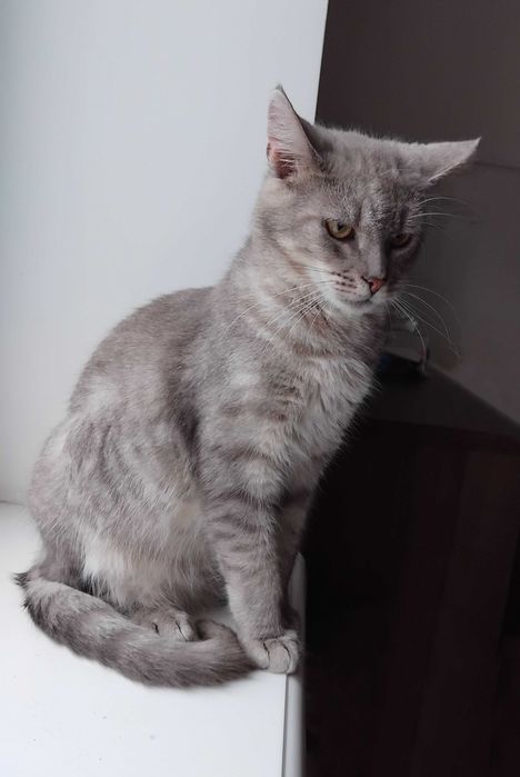 Унікальний Марті - метис Димчастої Австралійської кішки