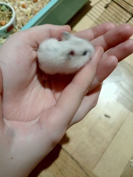 Джунгарский хомяк