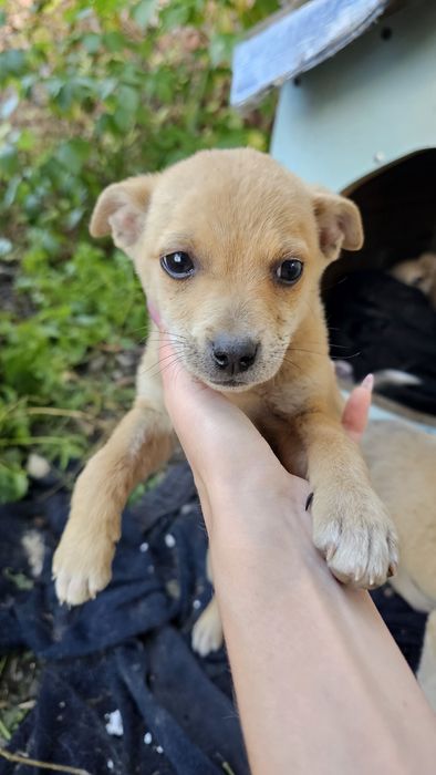 Маленькі Гарненькі цуценята в добрі руки