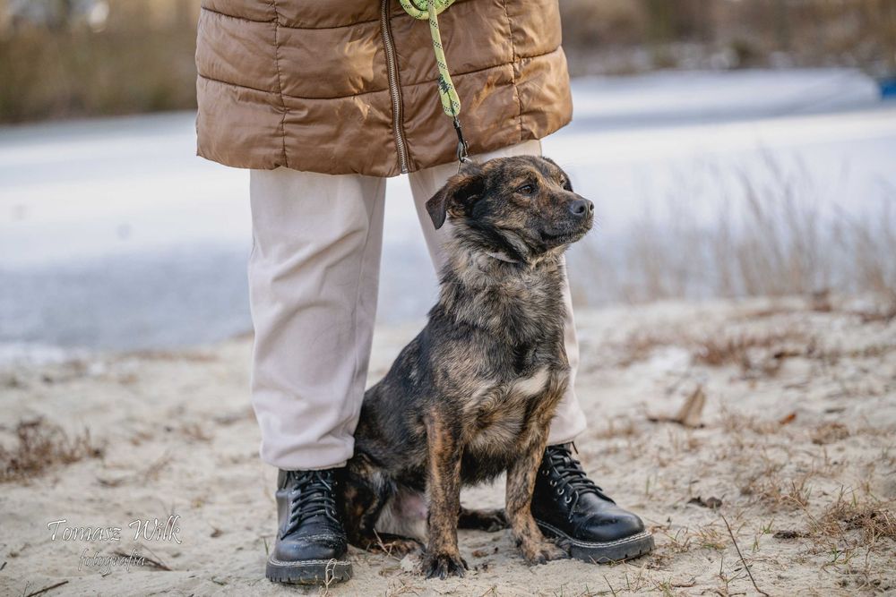 Filip- śliczny nieduży kontaktowy psiak