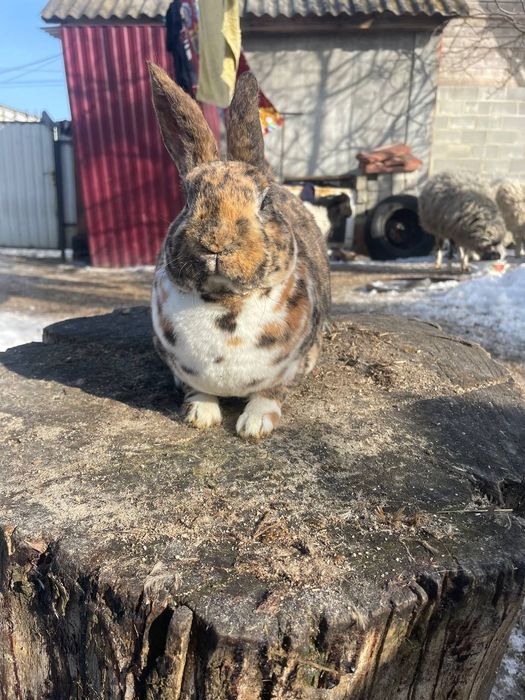 Кролики Рекс в окрасі гепард