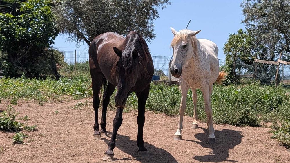 CERCAL Vendo Cavalo PSL Dressage + Égua + Zaldi Dressage