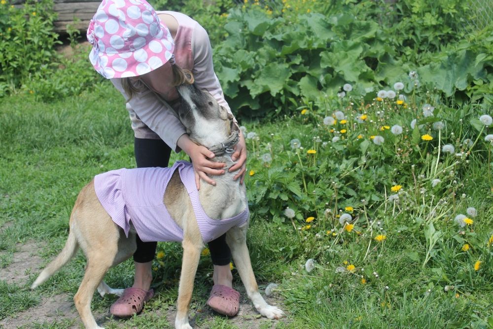 Ляля 2 года ,стерилизована