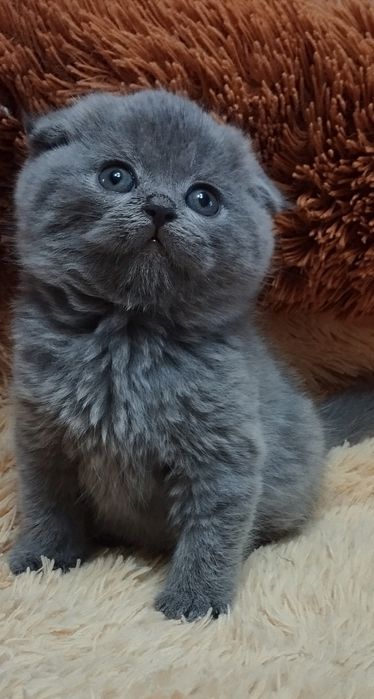 Шотландская скоттиш фолд мальчик
