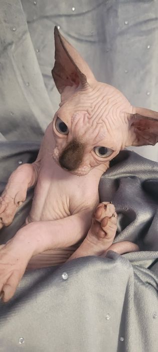 Sfinks* Piksel Black Kleo* chłopiec