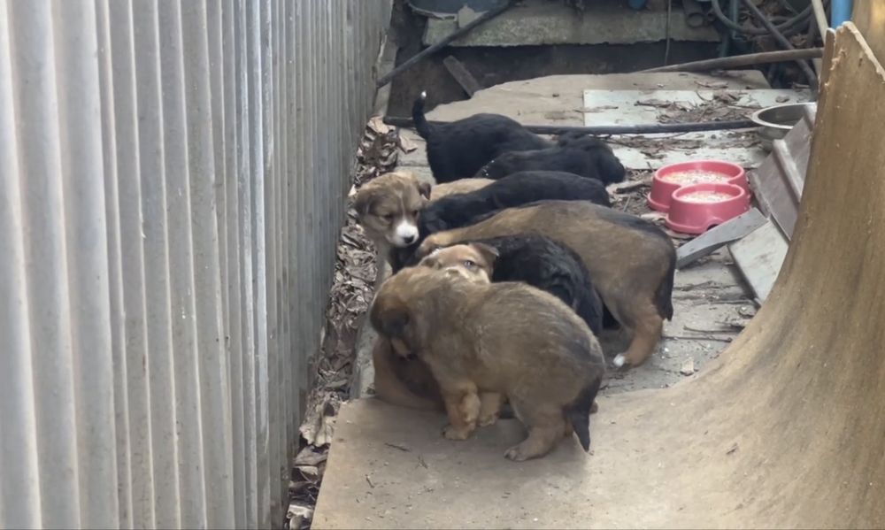 Цуценята безкоштовно