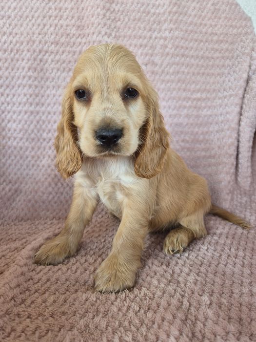 Cocker spaniel suczka 1