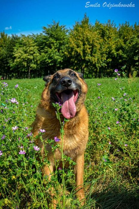 Koka przepiękna,  mądra Sunia (w typie owczarek belgijski)