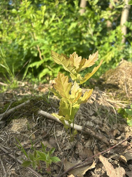 Dąb samosiejka 20-60 cm