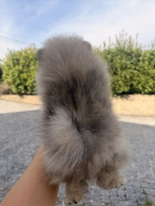 Lindo macho pomerania