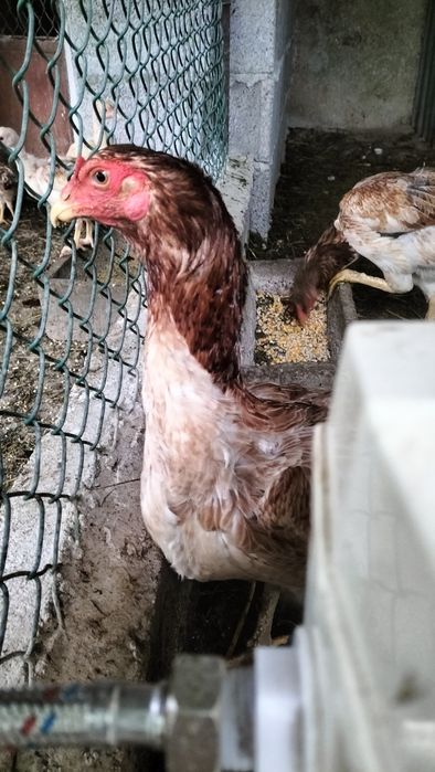 Ovos galo indio ... Desponiveis