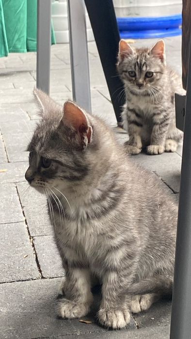 Безпритульні котики