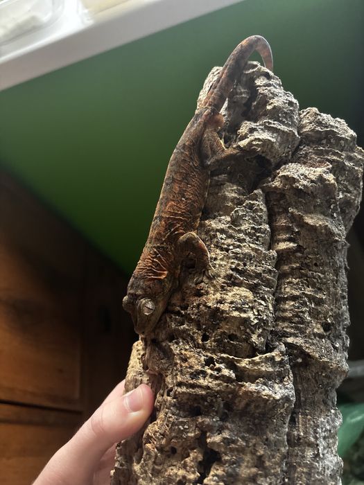 gekon omszały, mniarogekko chahoua