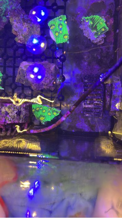 Corais baratos aquario agua salgada