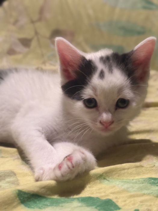 Lindos gatinhos a procura de um lar