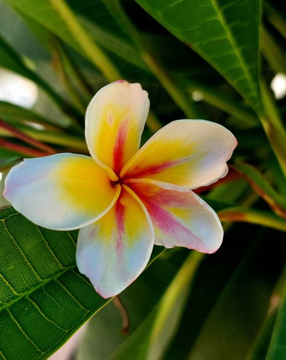 Samsung Galaxy A52 6/128