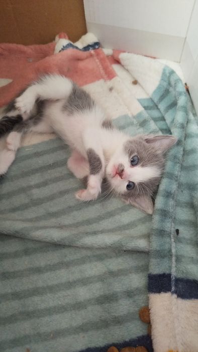 Віддам кошенятко