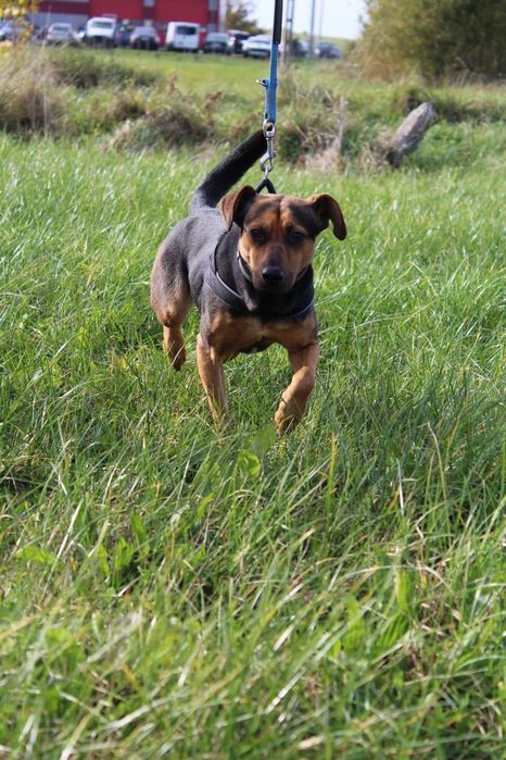 Donna poleca się do adopcji!