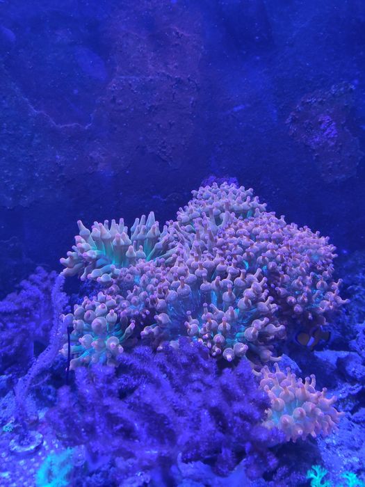 Anémona Bubble Tip Rainbow (Água Salgada)