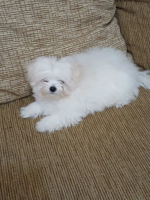 Мальтійська болонка