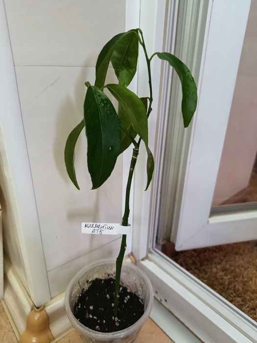 Клементин Nova + лимон Мейера