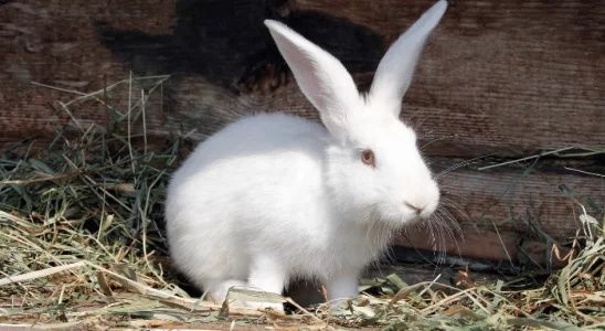 Coelhos raça Rex