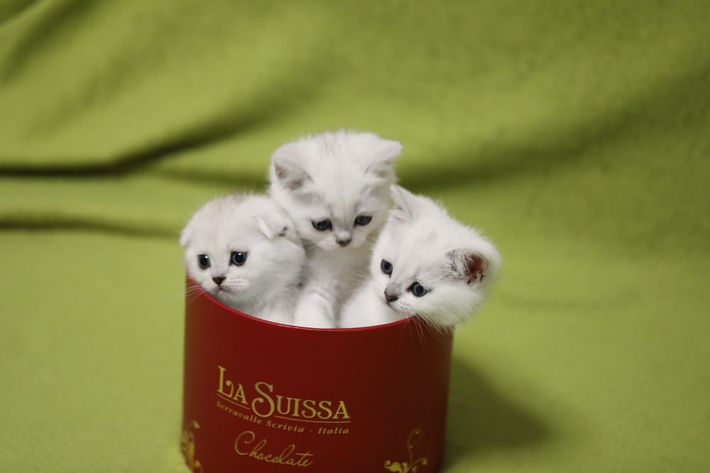 Неймовірні кошенята срібна шиншила