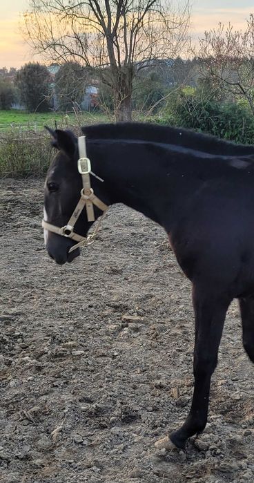 Poldra Lusitana pura