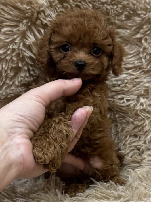 Malutki toy pudel pudelek red nauczony czystości cudo