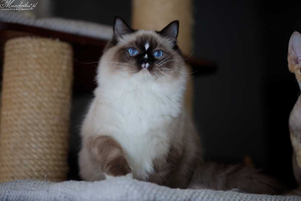 Ragdoll, prześliczny kocurek seal mitted z rodowodem FPL